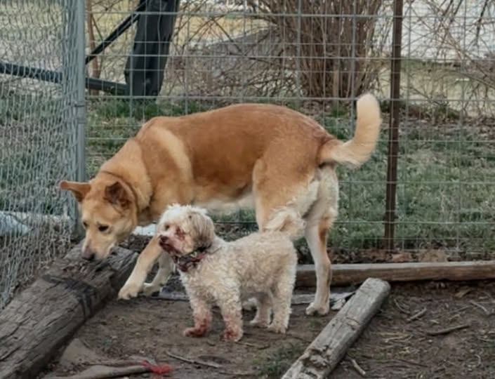 Tia needs home