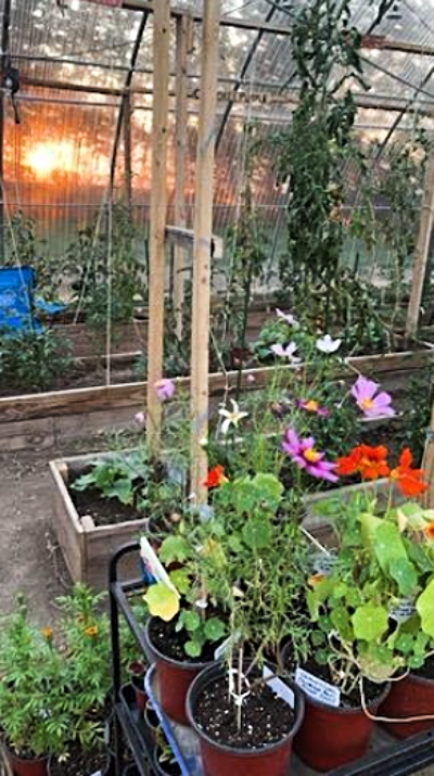 2024 05 01 ALLAPA GARDENS geraniums 2