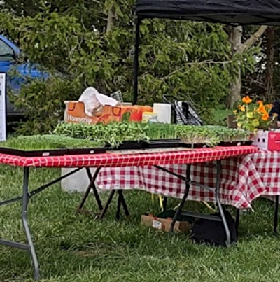 2024 05 01 ALLAPA GARDENS greens sprouts 1