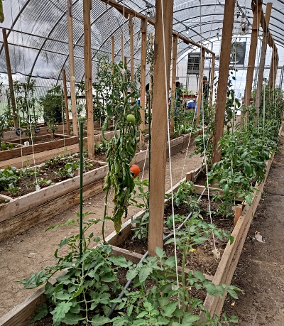 2024 05 01 ALLAPA GARDENS inside greenhouse 1 1