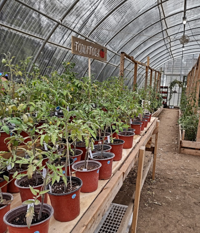 2024 05 01 ALLAPA GARDENS inside greenhouse 2 1