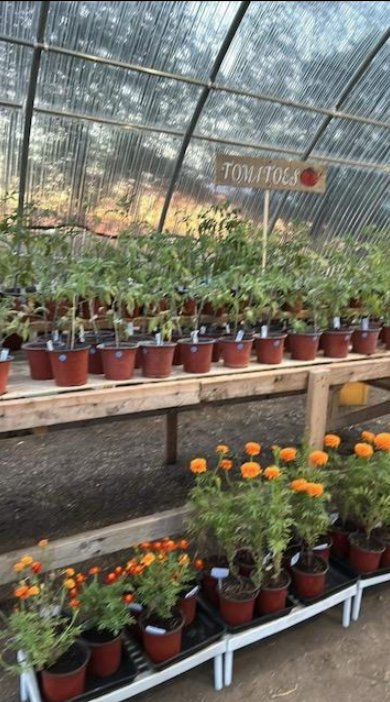 2024 05 01 ALLAPA GARDENS marigolds tomatoes