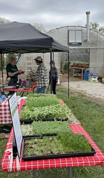 2024 05 01 ALLAPA GARDENS microgreens 1