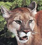 Cougar_2