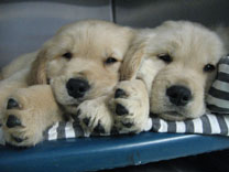 KSDS_Lupita20and20Boomer20pups