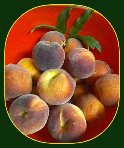 2023 07 12 MRY fresh peaches 1