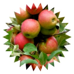 2014-09-07 apple_tree