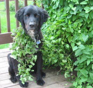07-26-2010__Shadow_1