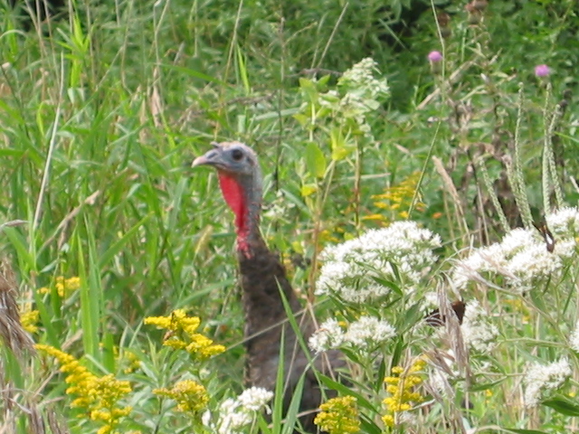 09-18-06_Turkey_at_Safari_Park