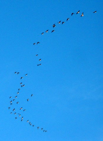2009_GEESE