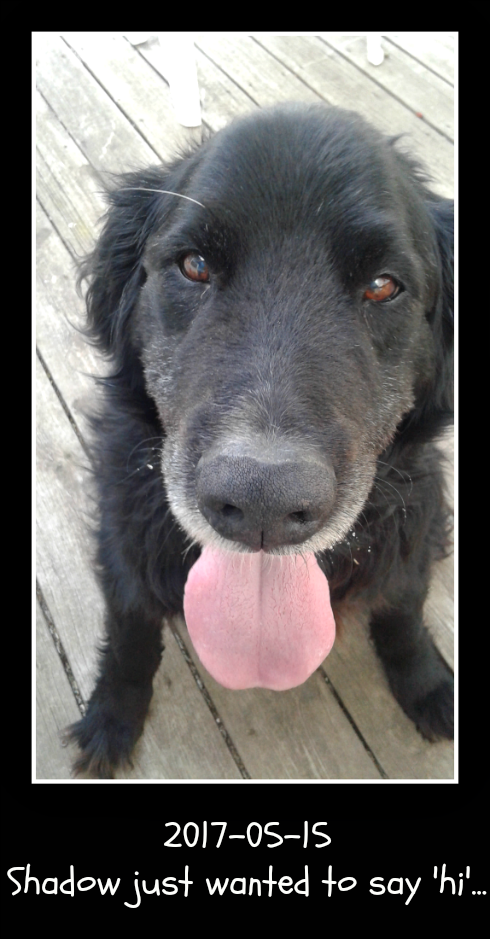 2017 05 15 Shadow says hi