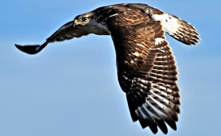 2022 08 03 hawk 1