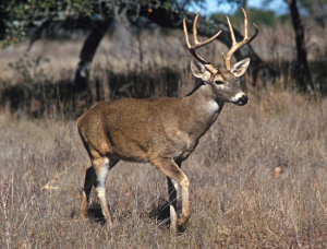 2025 11 12 White tailed deer