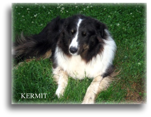 Kermit_3