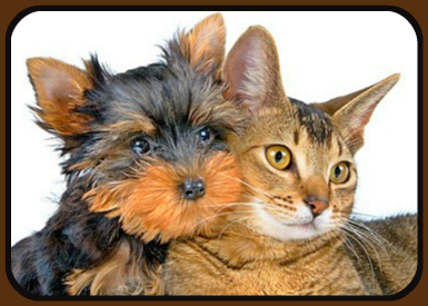 cat and dog