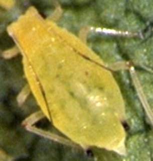 Soybean_aphid