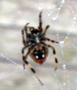 Spider