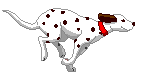 dog-run