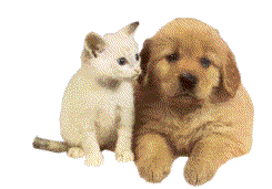 dog cat