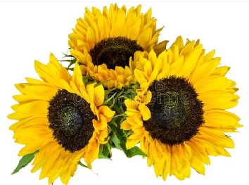 2022 08 24 sunflowers
