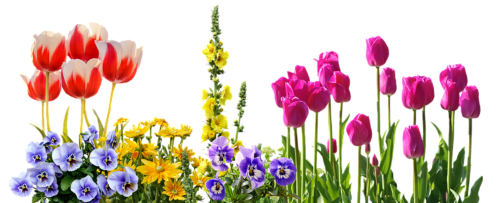SPRING FLORAL BORDER