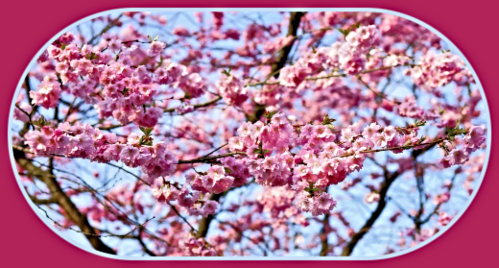 cherry blossom