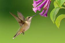hummingbird l