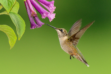hummingbird r