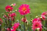 pink flowers 150 l