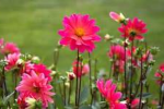 pink flowers 150 r