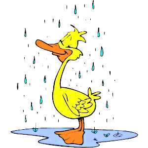 rainy duck