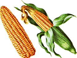 sweet corn