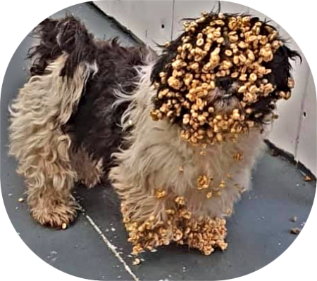 2020 11 10 SUGAR POPS PUP 1 1