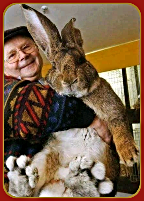 2020 12 09 Herman the Giant Rabbit