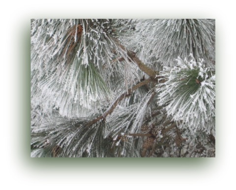 01-15-10_Pine_Cones_in_Pine
