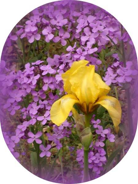 05-15-2010_Yellow_Iris__purple_flowers