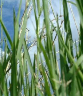 05-19-2010_Grass