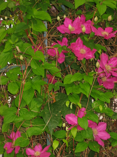 06-02-07_Clematis_by_garage_2