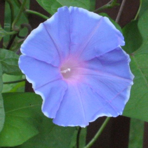 08-12-06_Morning_glory_6