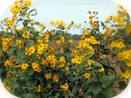 09-16-2010_Sunflowers
