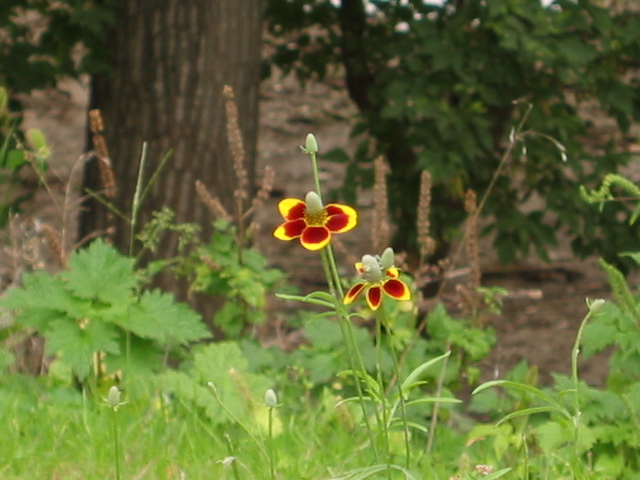 09-18-06_Fall_flower_at_safari_park