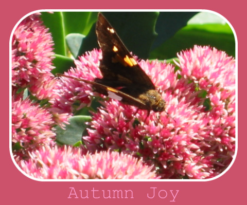 09-26-06_Autumn_Joy_Butterfly