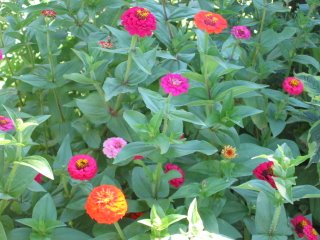 09-26-2006_ZINNIAS