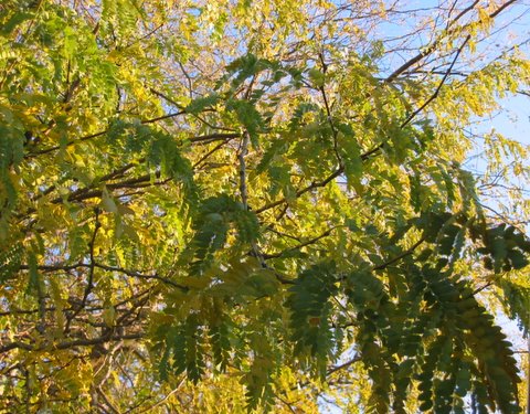 11-02-07_Our_backyard_locust_tree