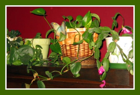 11-29-2010_Houseplants_005