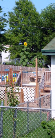 2009-07-25_Egleys_sunflower