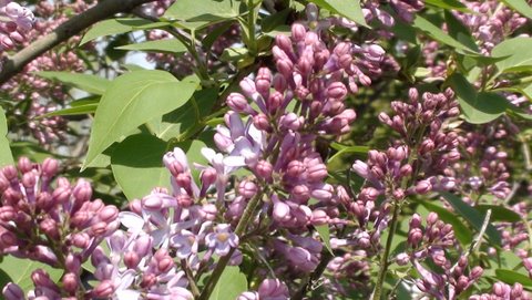 2010-04-19_Lilacs