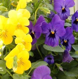 2010_Pansies_052