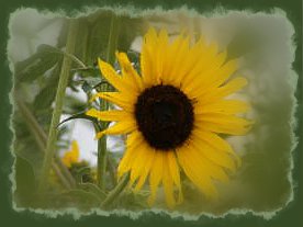 2012-08-11 Sunflower_at_Schilling_Game_Refuge