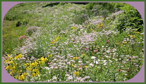 2016 04 20 wildflowers